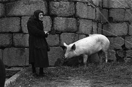 Muller vestida de negro cun porco ao carón do castelo de Ribavia.
