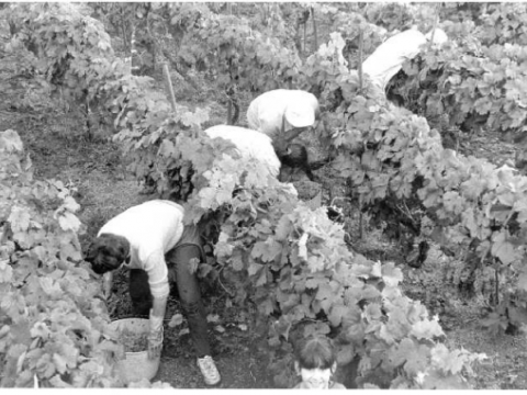 Fotografía de Santi M. Amil